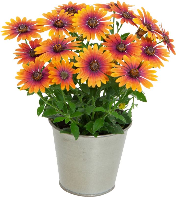 Osteospermum Purple Sun 13 cm – farverig og langblomstrende balkonblomst