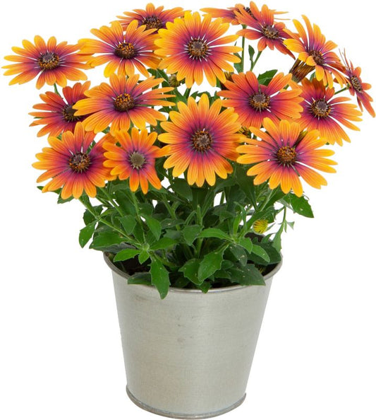 Osteospermum Purple Sun 13 cm – farverig og langblomstrende balkonblomst