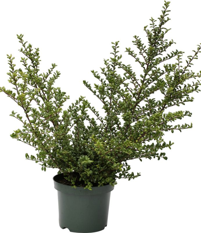 Ostrokrzew Convexa Verve 3 l
