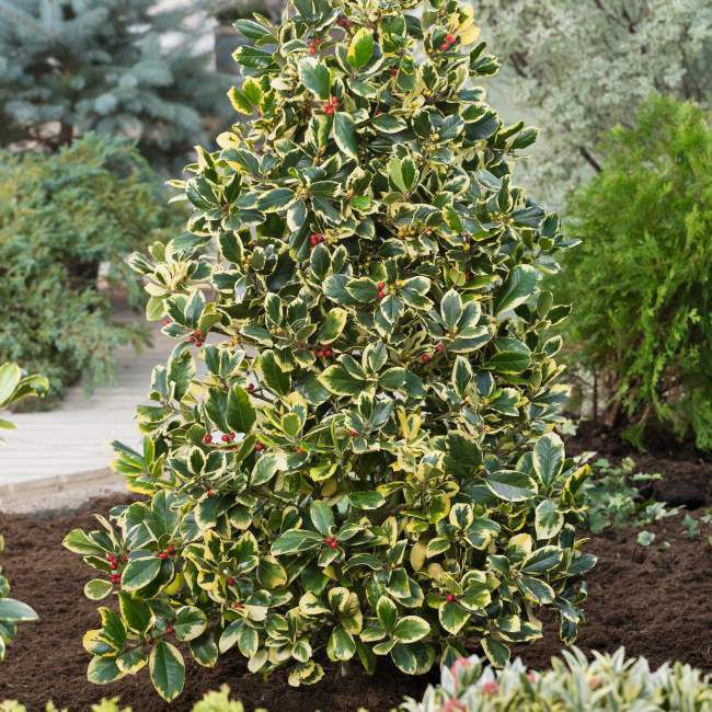 Ostrokrzew Golden King Verve 3 l