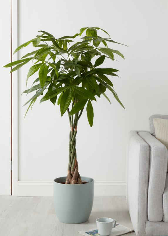 Pachira vandplante i potte 24 cm