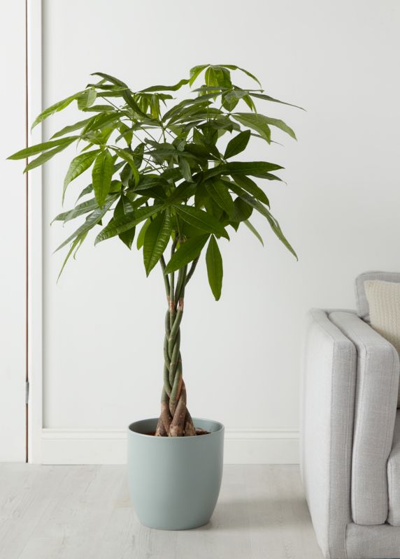 Pachira vandplante i potte 24 cm