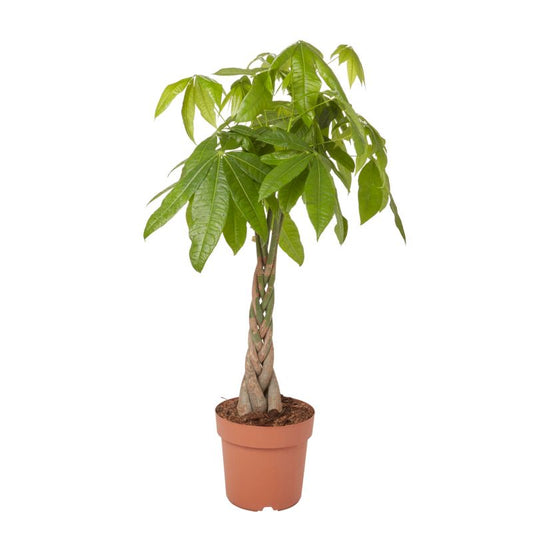 Pachira vandplante i potte 24 cm