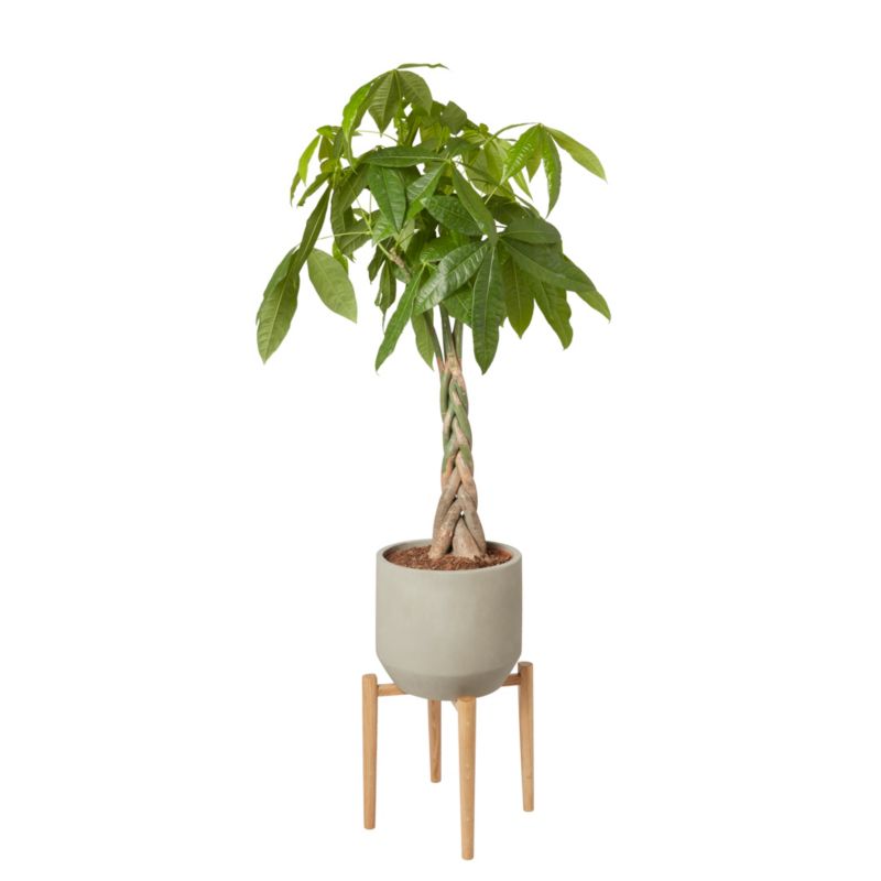 Pachira vandplante i potte 24 cm
