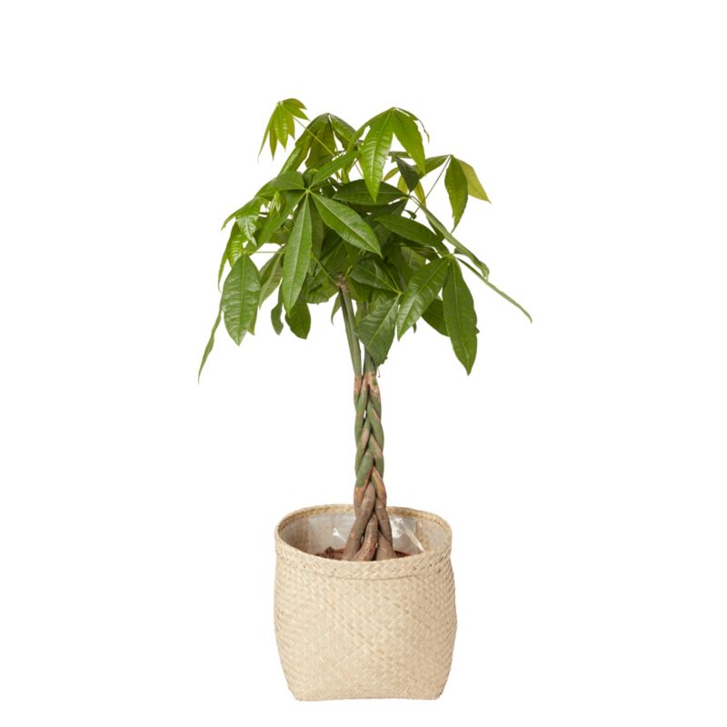 Pachira vandplante i potte 24 cm