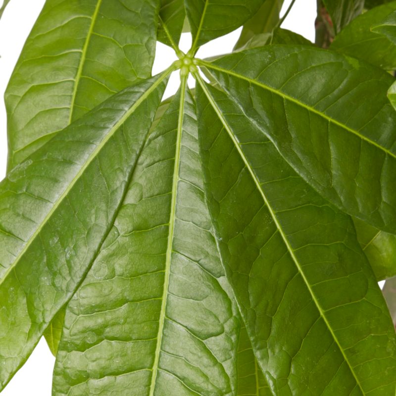 Pachira vandplante i potte 24 cm