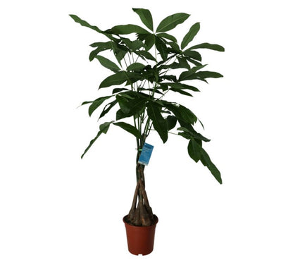 Pachira Vandplante GoodHome 19 cm