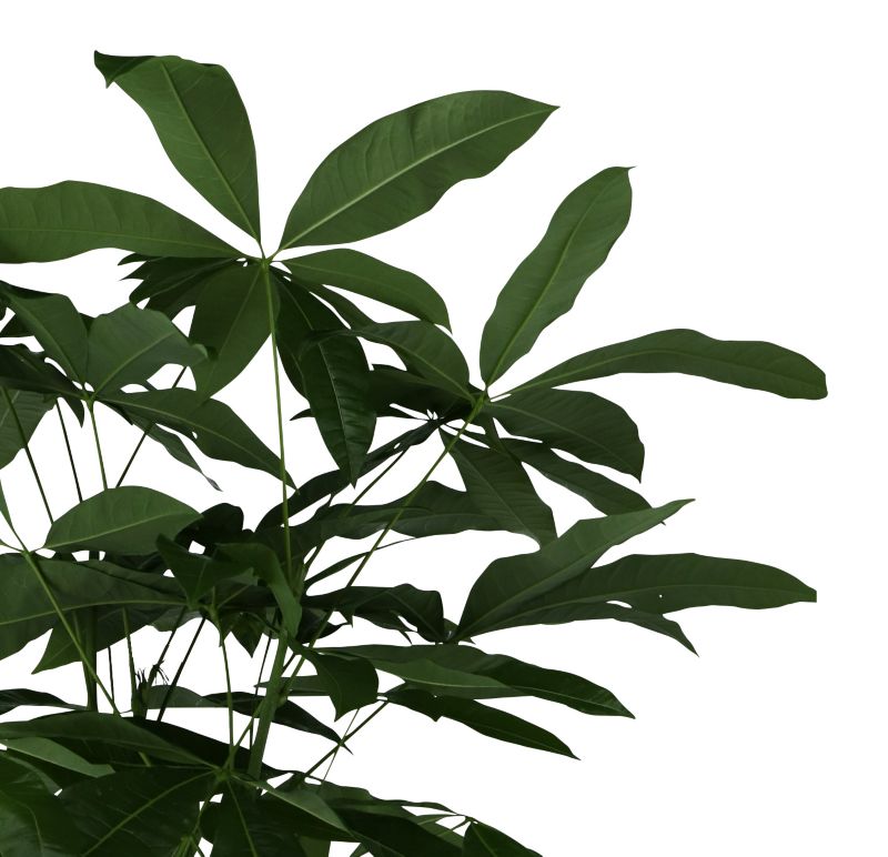Pachira Vandplante GoodHome 19 cm