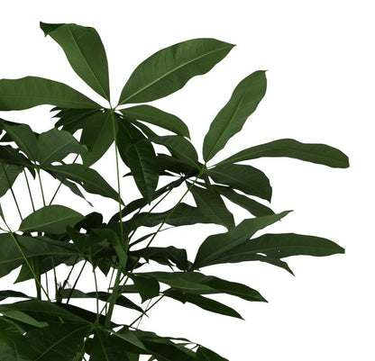 Pachira Vandplante GoodHome 19 cm