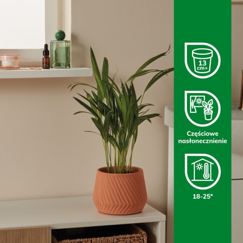 Areca-palm 12 cm