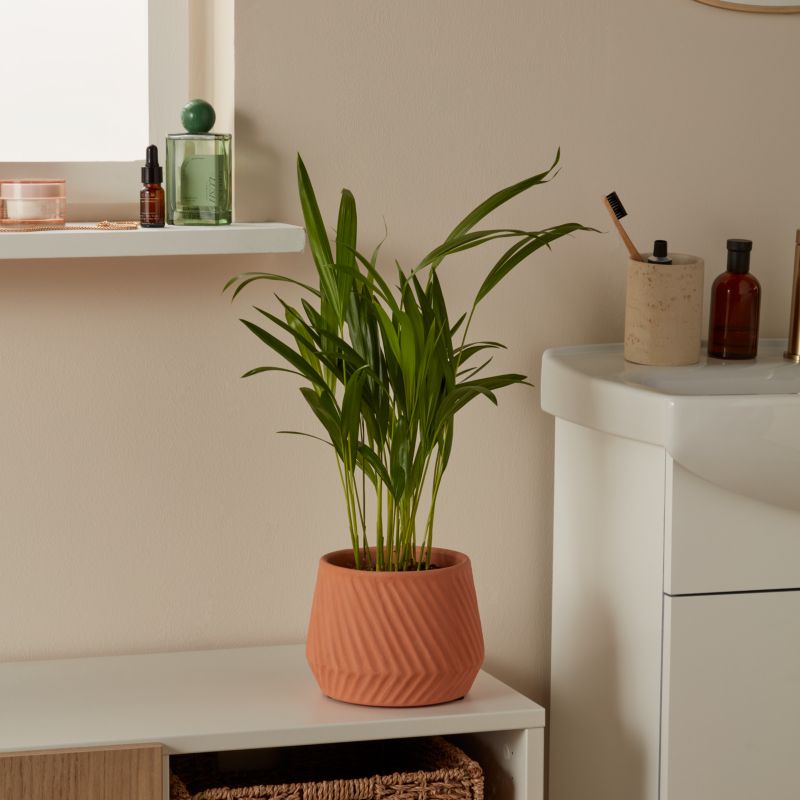 Areca-palm 12 cm