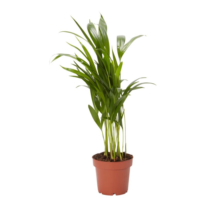 Areca-palm 12 cm