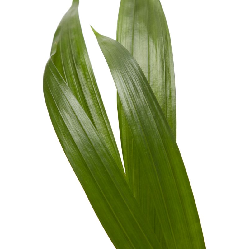Areca-palm 12 cm