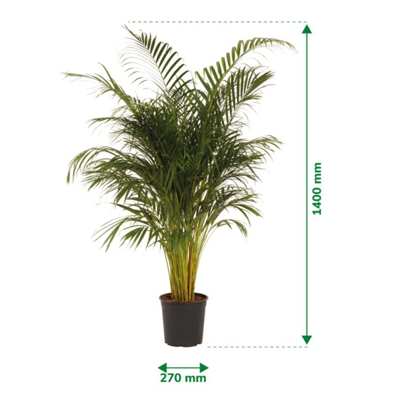 Areca-palm 27 cm