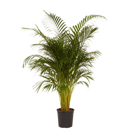 Areca-palm 27 cm