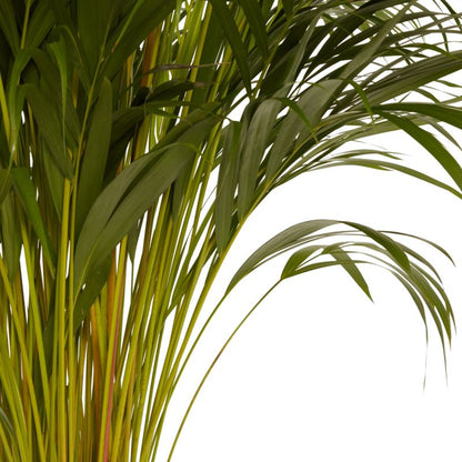 Areca-palm 27 cm