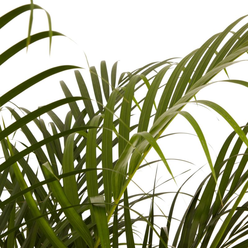 Areca-palm 27 cm