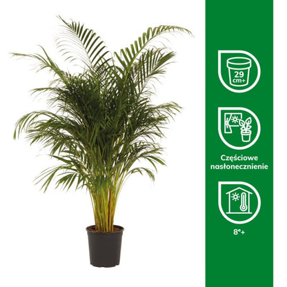 Areca-palm 27 cm