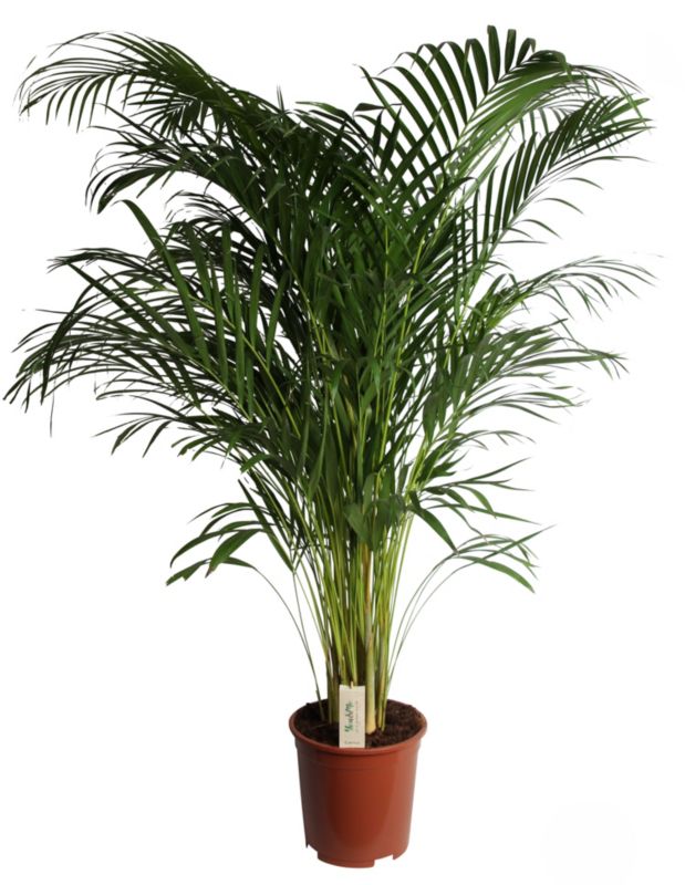 Areca-palm 27 cm
