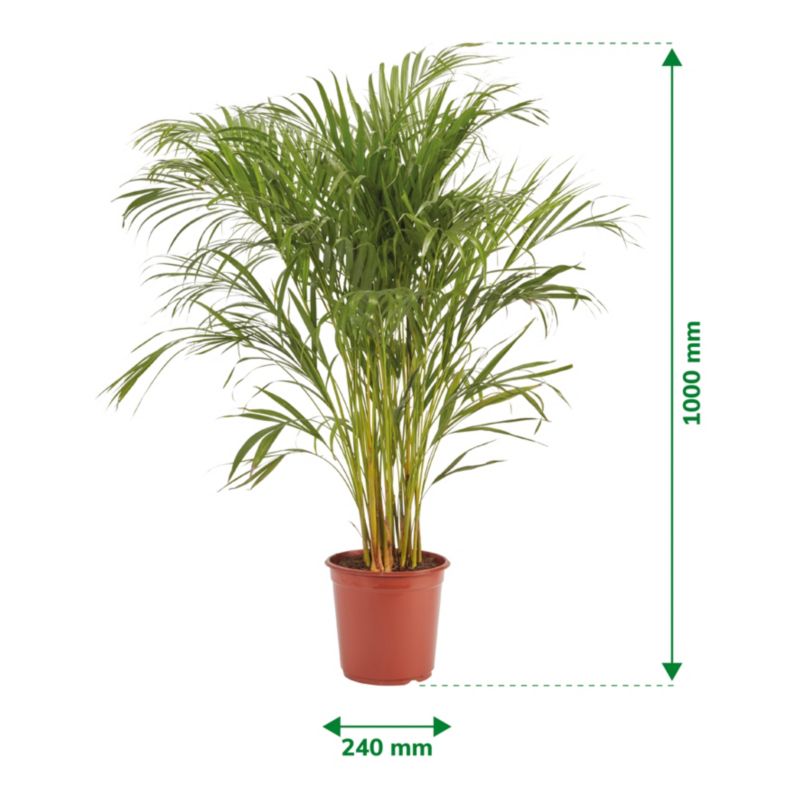 Areca-palm i 24 cm potte