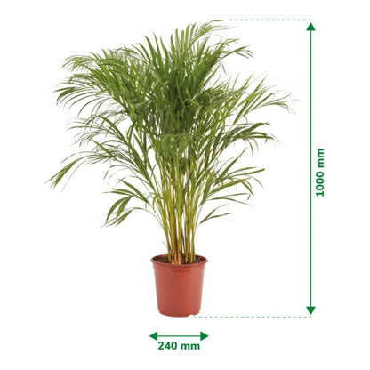 Areca-palm i 24 cm potte