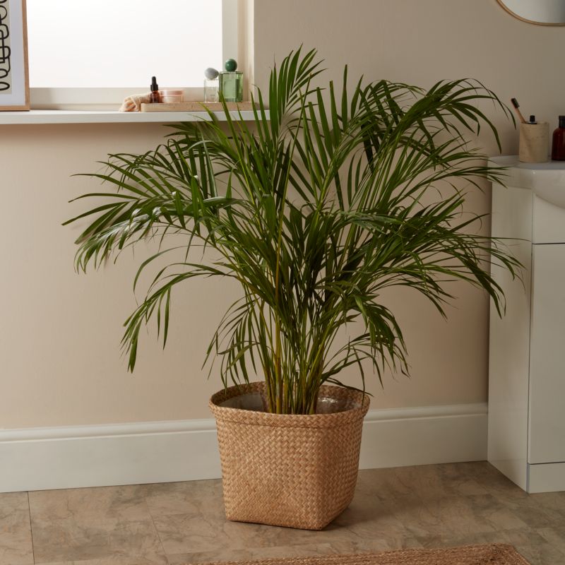 Areca-palm i 24 cm potte