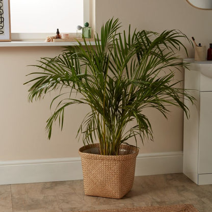 Areca-palm i 24 cm potte