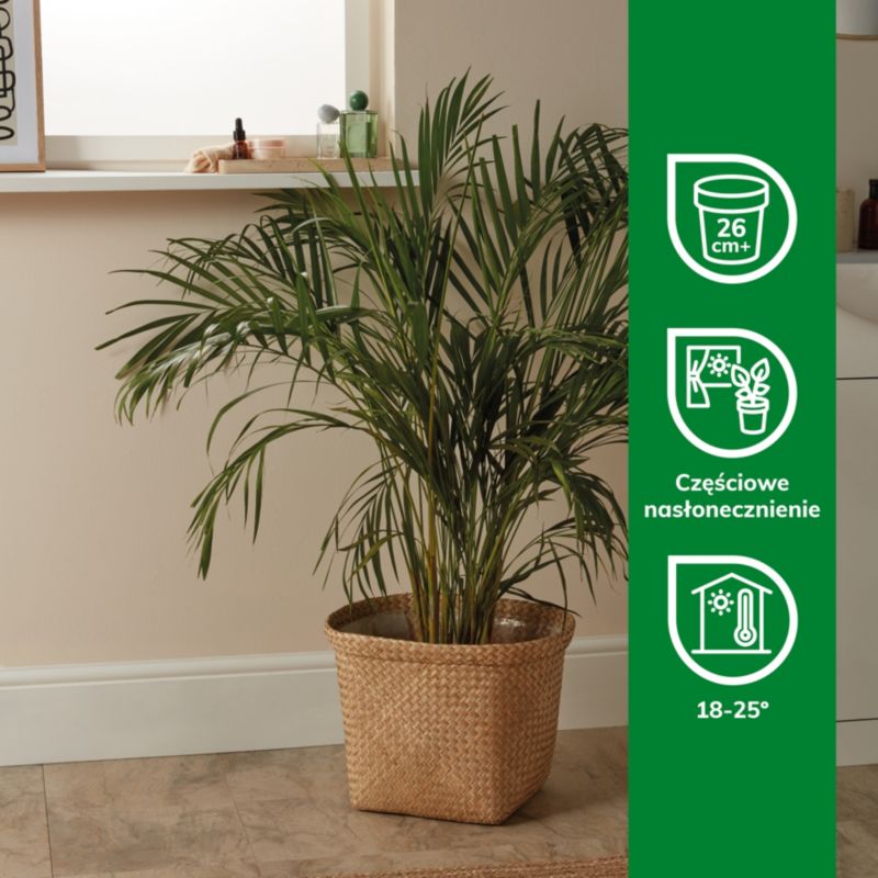 Areca-palm i 24 cm potte