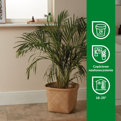 Areca-palm i 24 cm potte