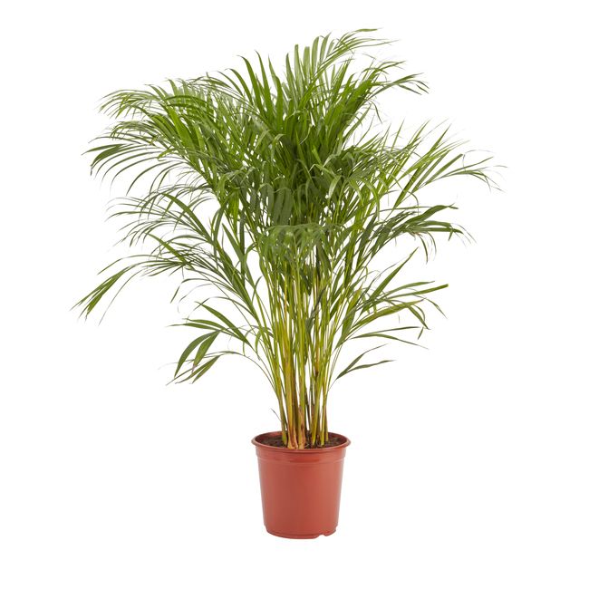 Areca-palm i 24 cm potte