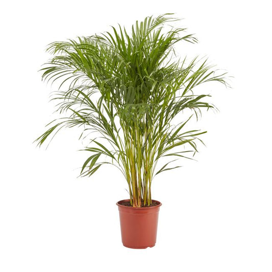 Areca-palm i 24 cm potte