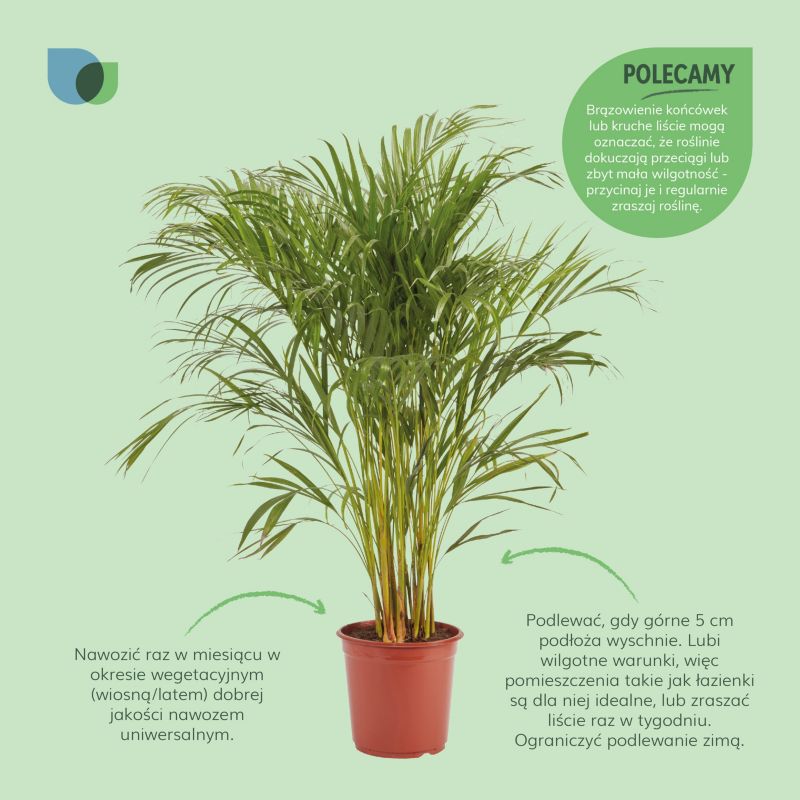 Areca-palm i 24 cm potte