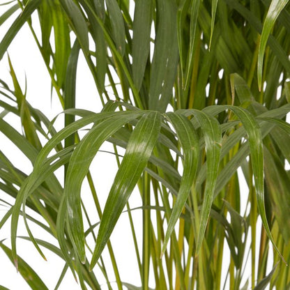 Areca-palm i 24 cm potte