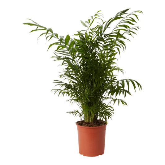 Elegant chamedora-palme 19 cm