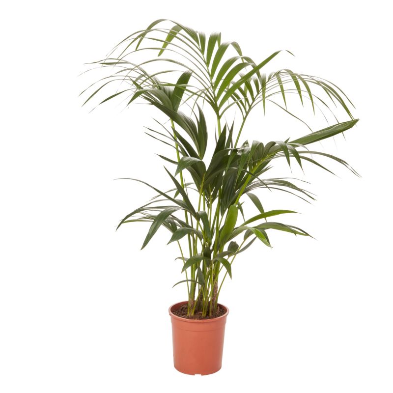 Palme Howea i potte 19 cm