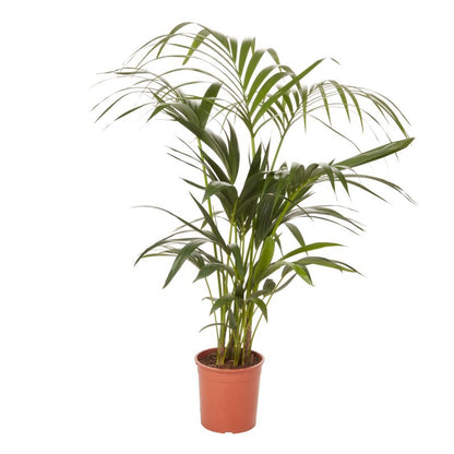 Palme Howea i potte 19 cm