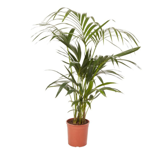 Palme Howea i potte 19 cm