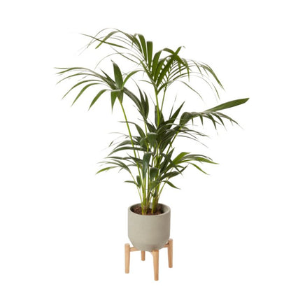Palme Howea i potte 19 cm
