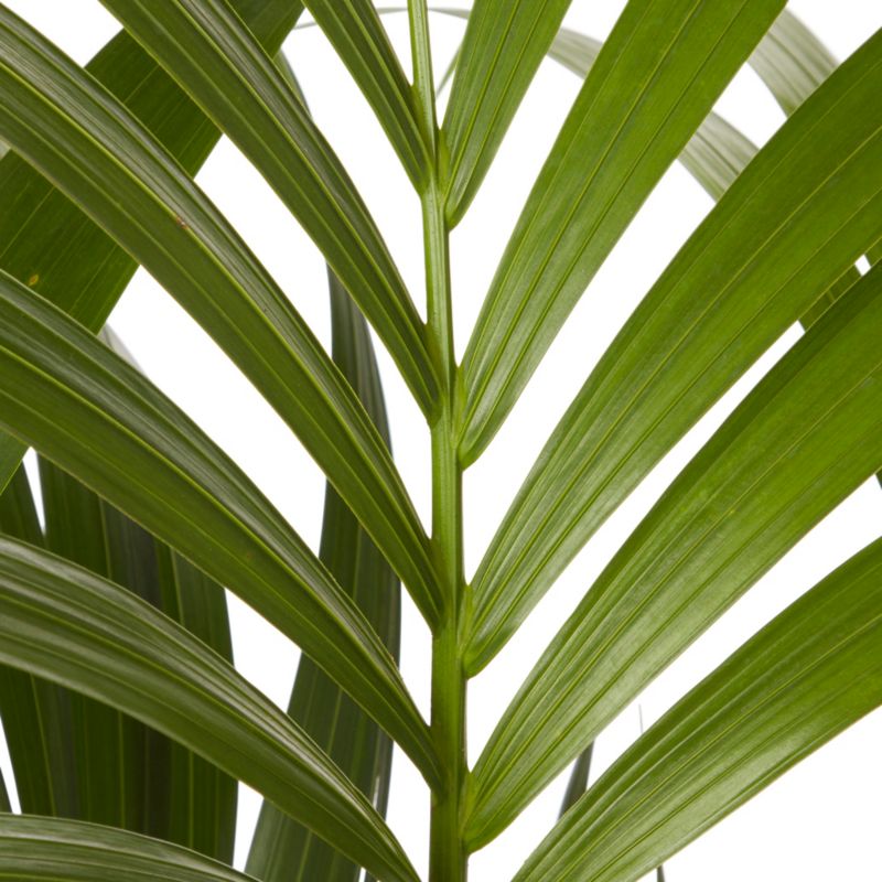 Palme Howea i potte 19 cm