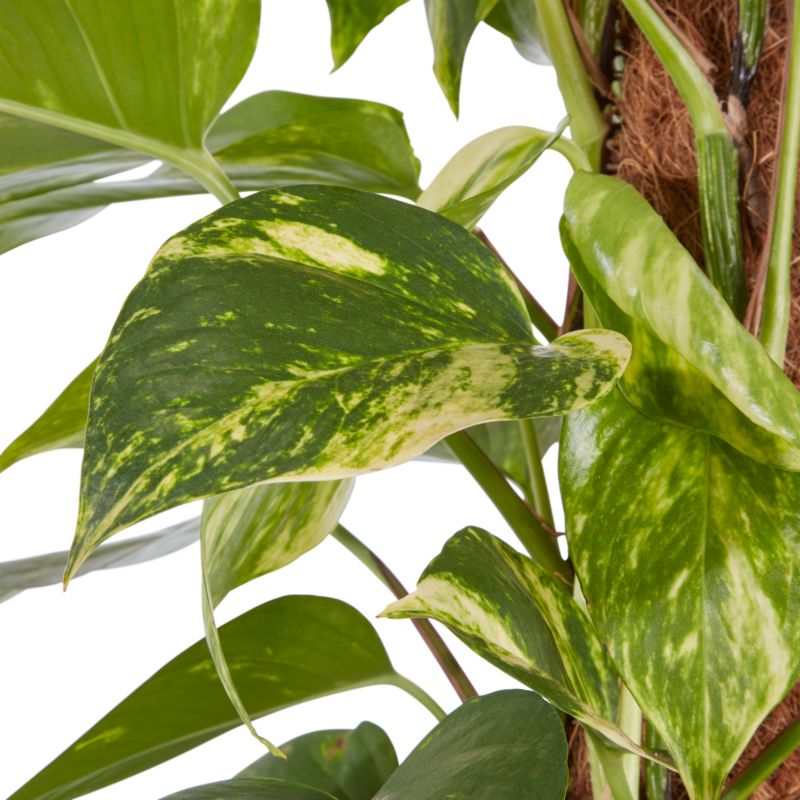 Palme Howea i potte 19 cm