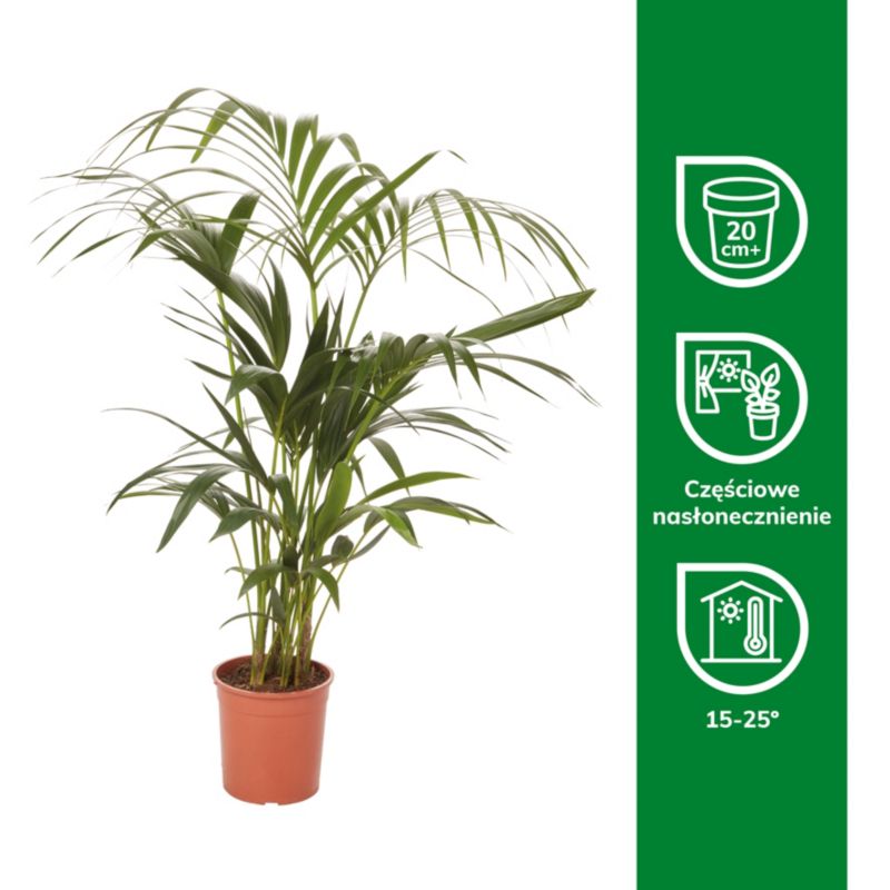 Palme Howea i potte 19 cm