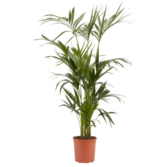 Palme Howea i potte 24 cm