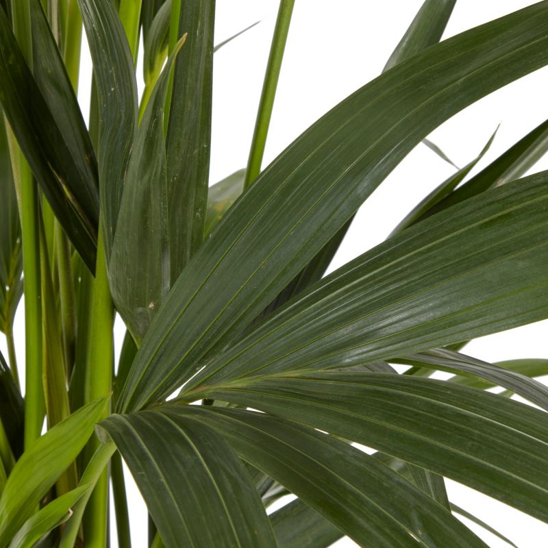 Palme Howea i potte 24 cm