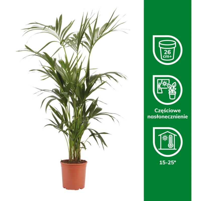 Palme Howea i potte 24 cm
