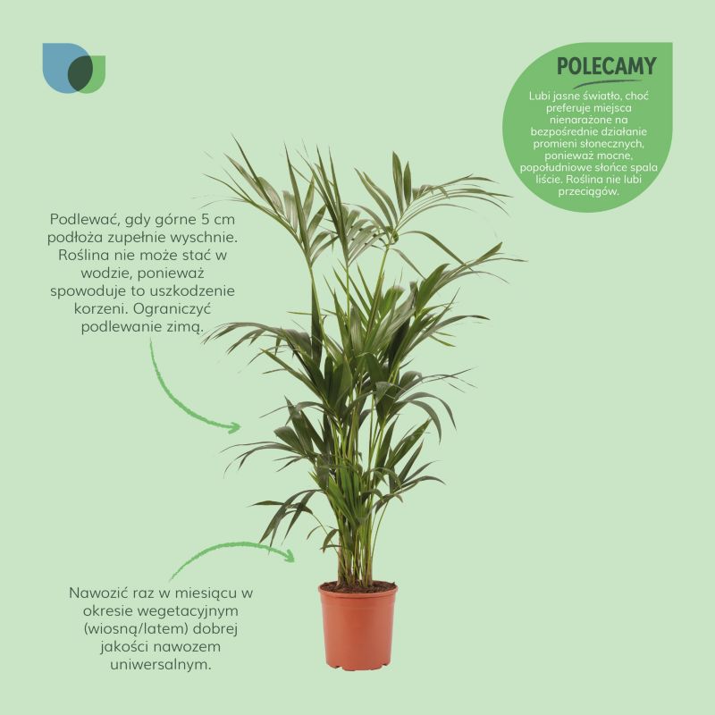Palme Howea i potte 24 cm