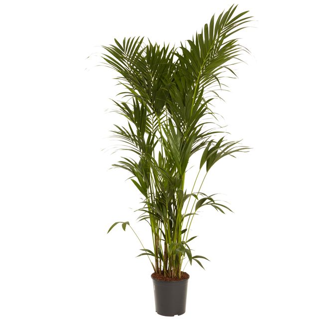 Kencja-palme 31 cm