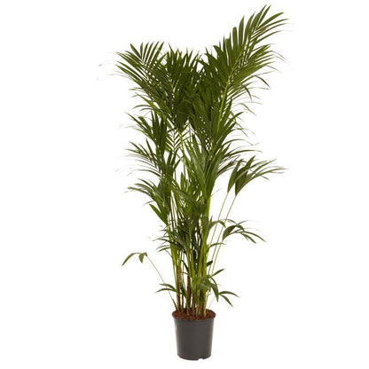 Kencja-palme 31 cm