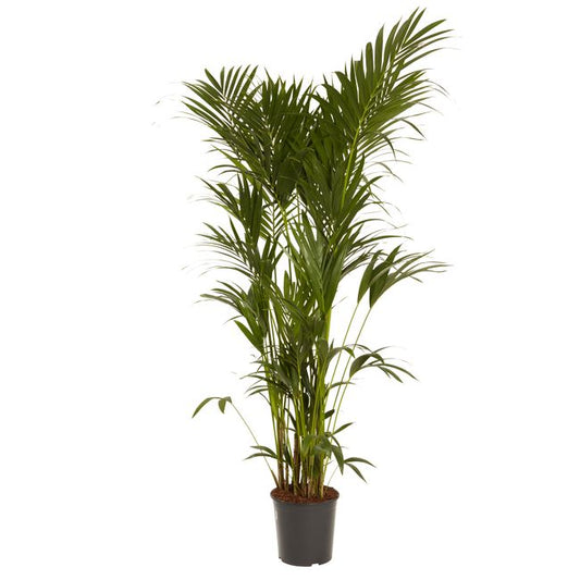 Kencja-palme 31 cm