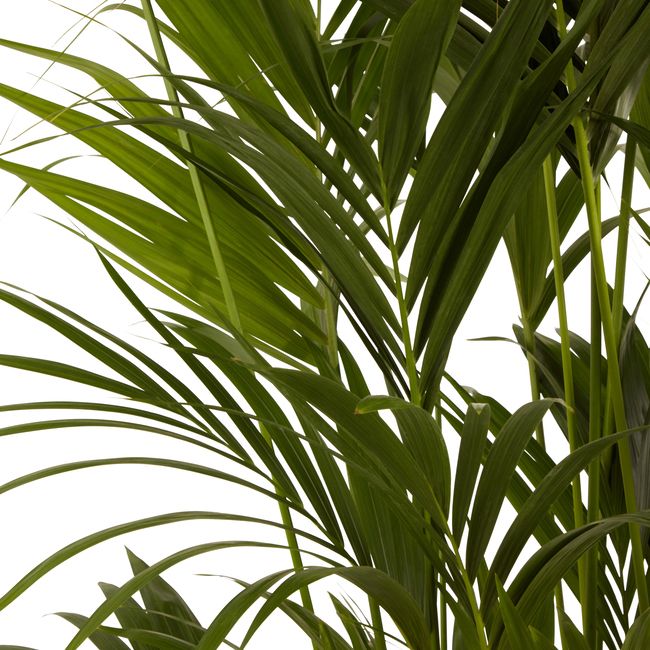 Kencja-palme 31 cm