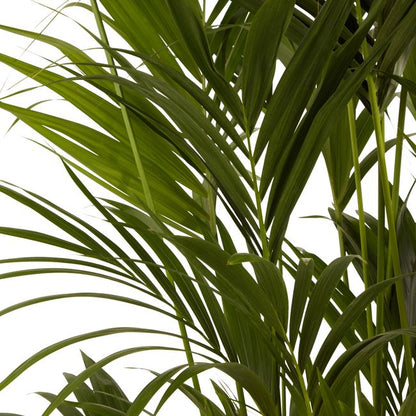Kencja-palme 31 cm